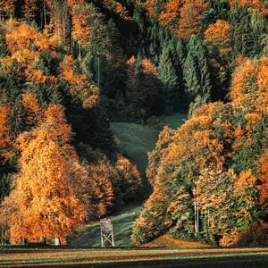 A Symphony of Seasons