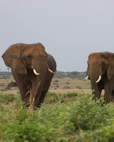 Majestic Creatures of the African Savanna